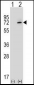XRCC6 Antibody (C-term)